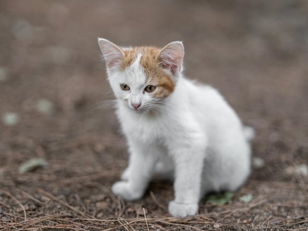 Chats et allergies : comment y faire face