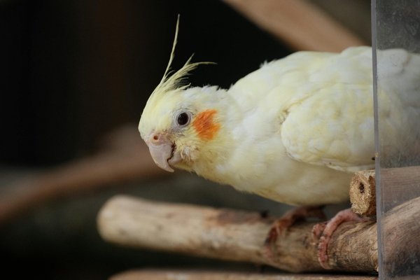 Comment préparer mon chien pour une visite chez le vétérinaire ?