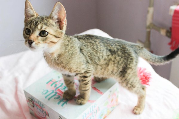 Adopter un chiot : trouvez votre futur compagnon pelucheux !